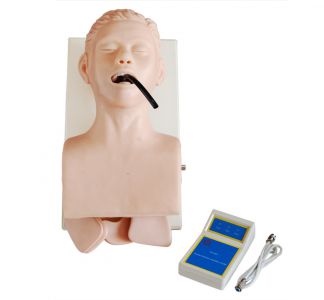 Human Trachea Intubation Model